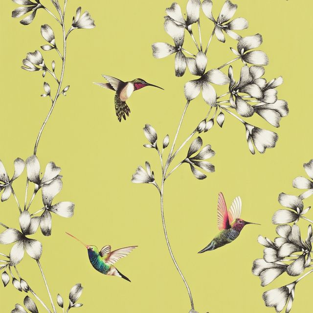 Harlequin Amazilia Amazilia Gooseberry Wallpaper