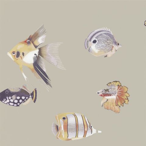 Kamanu Mandarin/Fig Wallpaper