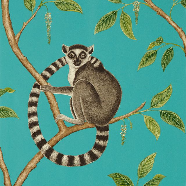 Sanderson Glasshouse Wallpapers Ringtailed Lemur Ringtailed Lemur Teal Wallpaper