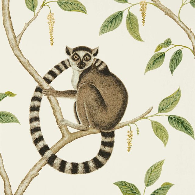 Sanderson Glasshouse Wallpapers Ringtailed Lemur Ringtailed Lemur Cream/Olive Wallpaper