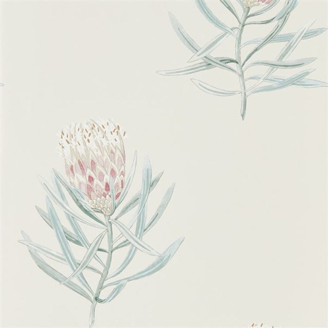 Sanderson Art Of The Garden Wallpapers Protea Flower Porcelain/Blush Wallpaper