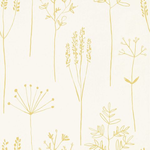 Stipa Honey Wallpaper