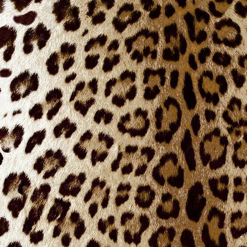Leopard Bronze