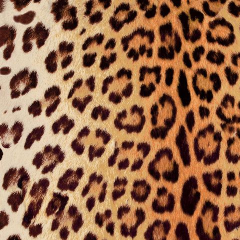 Leopard Summer
