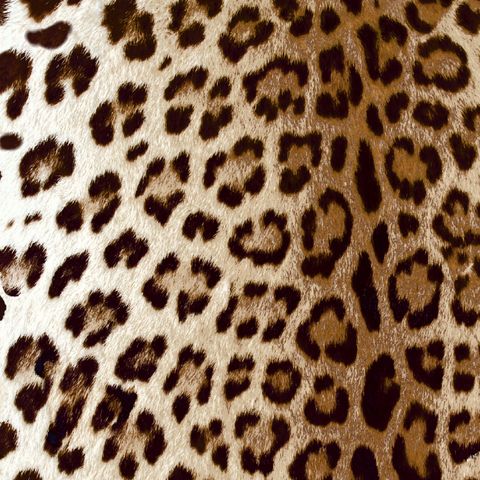 Leopard Tan