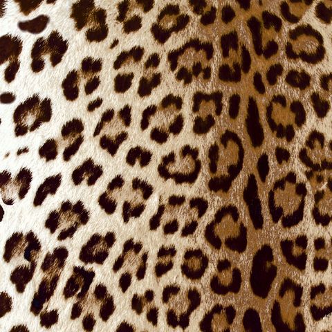 Leopard Tan Upholstery Fabric