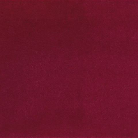 Varese Chrysanthemum