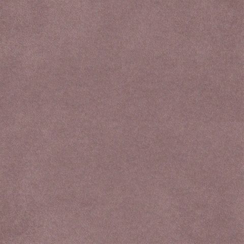 Brinzio Orchid