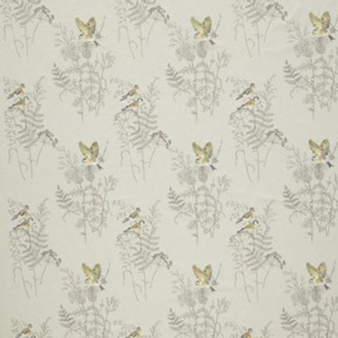 Gold Finch Buttercup