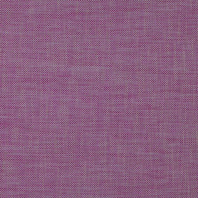 Black Edition Goldwyn Hector Acai