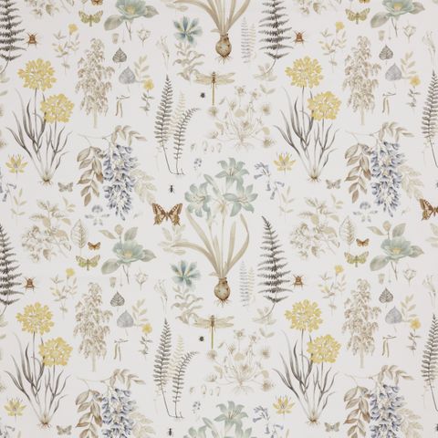 Observatory Cornsilk