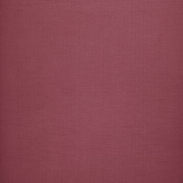 Dusk Blackout Rose
