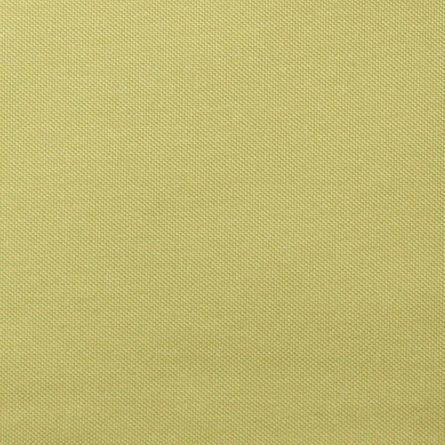 Zanzibar Blackout Aloe